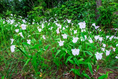 Beautiful white flowers の写真素材