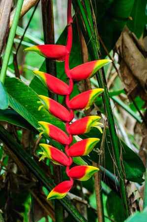 Heliconia flower in its natural habitat の写真素材