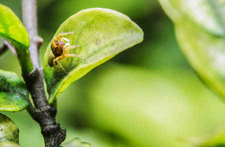 Jumping Spider