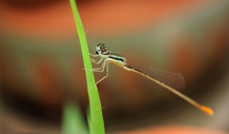 dragonfly outdoor  coleopteres splendes  の写真素材