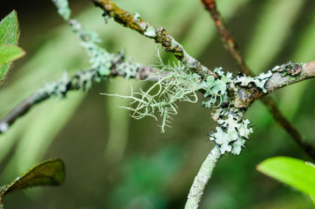 reindeer moss for a close-up on a cloudy day in the Arctic Circle