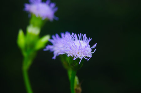 Macro purple flowers beautifully.の写真素材
