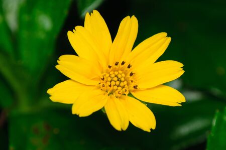 Yellow Cosmos flowerの写真素材