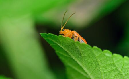 Black Beetleの写真素材