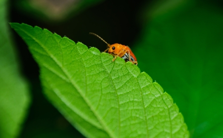 Black Beetleの写真素材