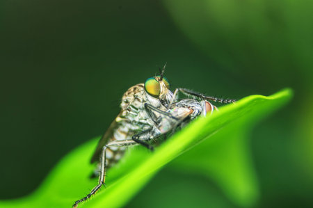 An extreme macro shot of a robber fly eating a smaller house fly 
