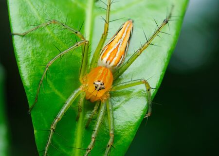 Macro of a spider sitting on a green leafの写真素材