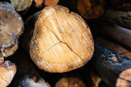 Firewood