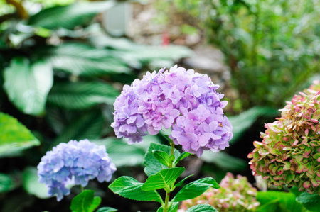 Hydrangea flowers