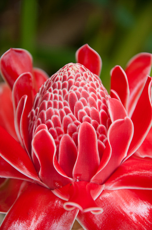 torch ginger against lush tropical growthの写真素材