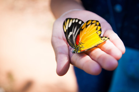 Beautiful butterfly dead on the girl handの写真素材