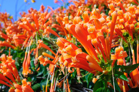 picture of vivid orange flowers
