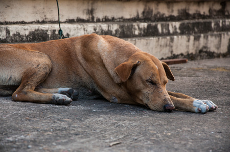 Homeless stray dogの写真素材