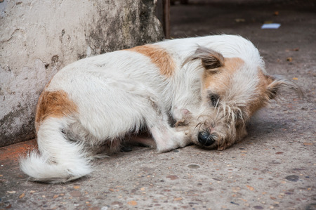 Homeless stray dogの写真素材