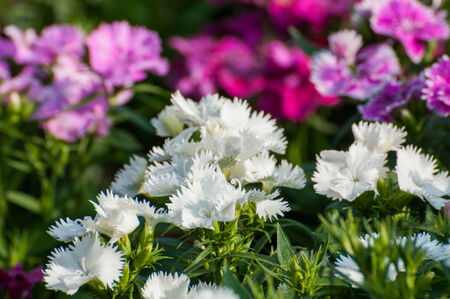 Dianthus Chinensis Flowersの写真素材