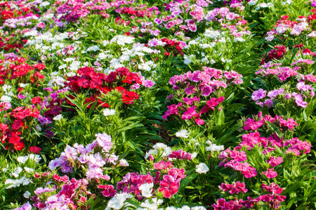 colorful flowersの写真素材