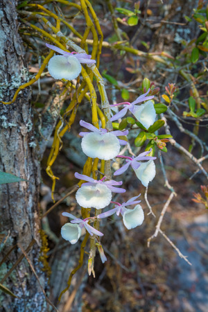 beautiful wild orchid (Dendrobium heterocarpum) in forest of Thailandの写真素材