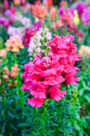 crimson antirrhinum (snapdragon) flowerの写真素材