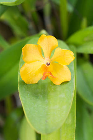 Orchidsの写真素材