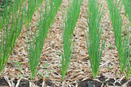 Spring onion in rowの写真素材