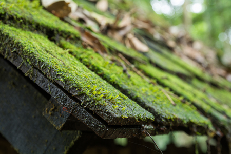 Old Roof Tiles Covered In Green Mossの写真素材