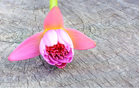 pink lotus on wood floorsの写真素材