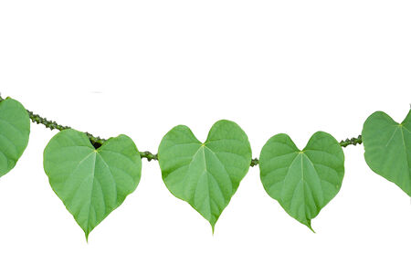 Vine branch isolated on white backgroundの写真素材