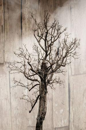 dead Tree and grunge wood texture backgroundの写真素材