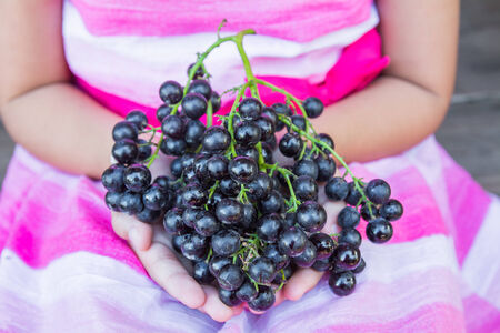 Hand holding Fresh Red Bunch of Grapesの写真素材