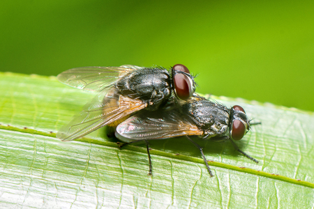 couple fly mating in the natureの写真素材