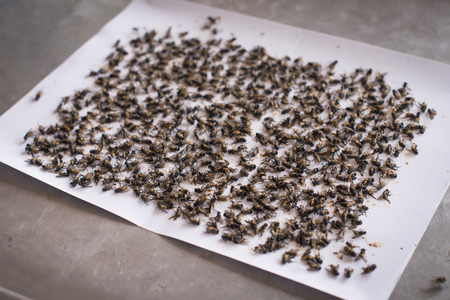 Flies caught on sticky fly paper trapの写真素材
