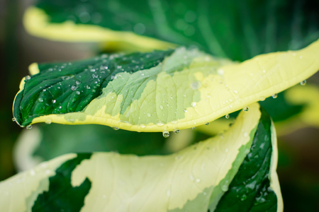 Green big leaf with water-drop.の写真素材