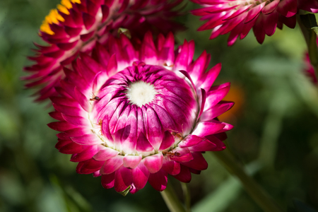 Colorful strawflowers, Scientific name is Helichrysum bracteatumの写真素材