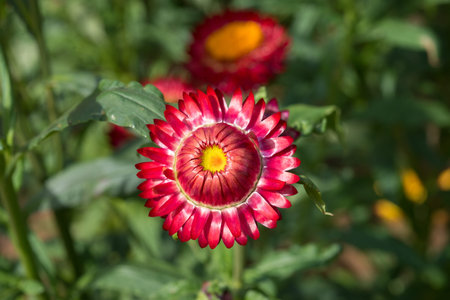 Colorful strawflowers, Scientific name is Helichrysum bracteatumの写真素材