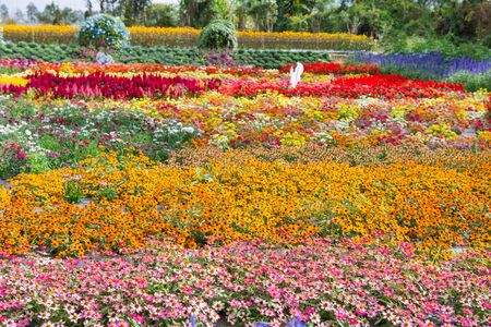colorful flowers garden backgroundの写真素材