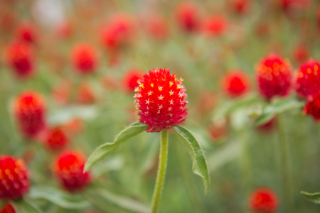 globe amaranth Flower on gardenの写真素材