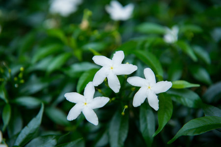 White flowers green leaves background