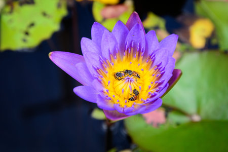 Beautiful Thai Lotus in the pond.