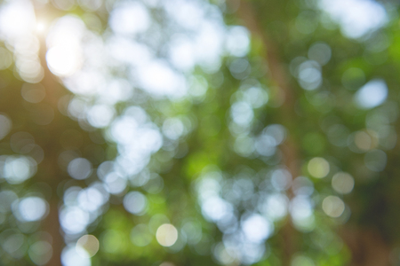 The light through the trees creates a beautiful bokeh.の写真素材