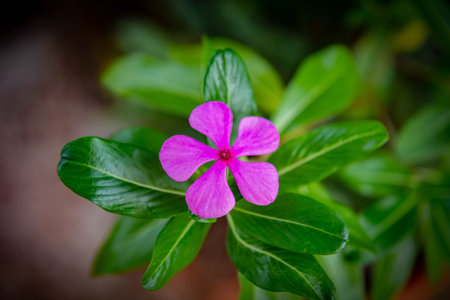 Rose Periwinkle or Madagasca Periwinkle pink flowers with leavesの写真素材