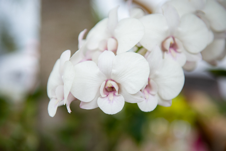 close up beautiful Thai orchids.の写真素材