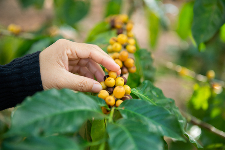 Coffee beans on tree in farmの写真素材