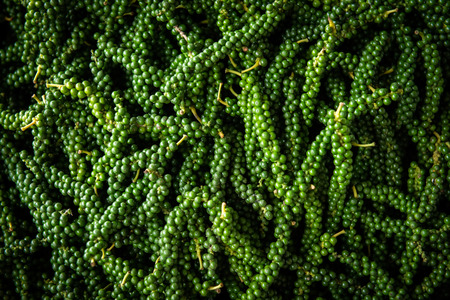 Fresh pepper, non-chemical garden productの写真素材