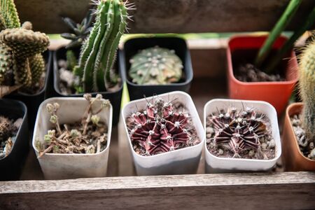 Collection of small cactus in different potsの写真素材
