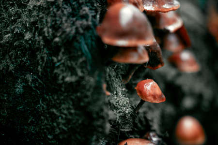 mushrooms growing on a fallen tree in the wood in tuscany during a cold and rainy morningの写真素材