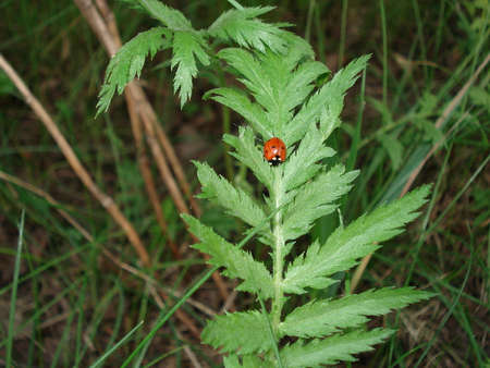 Ladybug on a fern leafの写真素材