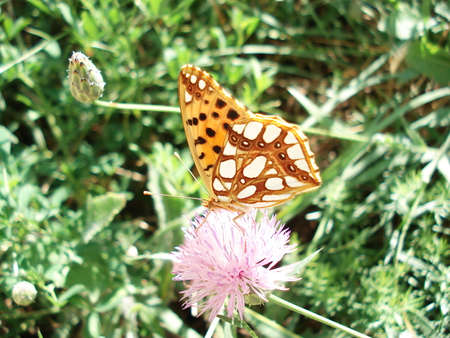 a butterfly on a purple flowerの写真素材