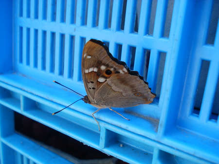 Image of a butterfly on a blue boxの写真素材