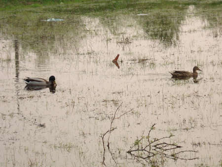 Image of a lake with two ducks and a bottle of beerの写真素材