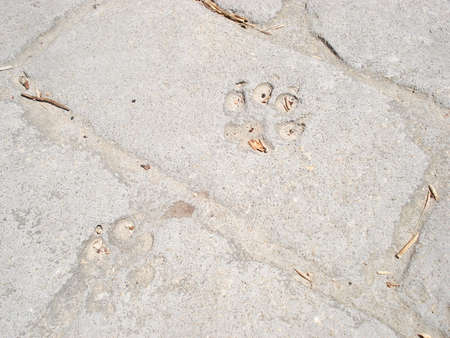 Fingerprint image of a cat on cementの写真素材